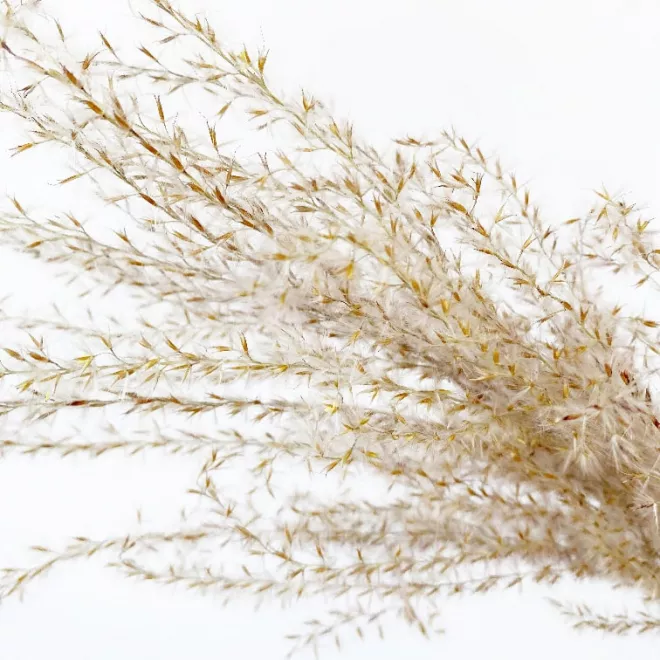 Pampas et fleurs séchées pour une décoration de mariage bohème